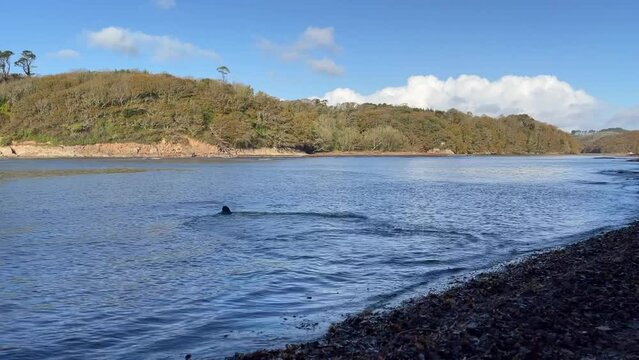 Black labrador retriever dog jumps into a river and swims after a stick on a sunny day with green hills in the background - Erme Estuary, Devon, UK