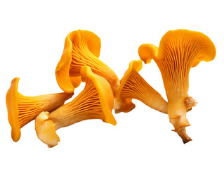 Fresh chanterelle mushrooms isolated on transparent or white background, png - obrazy, fototapety, plakaty