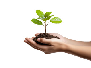 Fototapeta na wymiar Hand holding young plant sprout isolated on transparent or white background, png