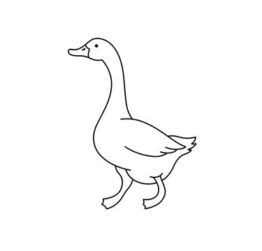 Vector isolated one single walking goose side view colorless black and white contour line easy drawing