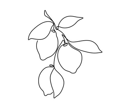 Vector isolated lemon tree brunch with lemons one single contemporary line colorless black and white contour line easy drawing