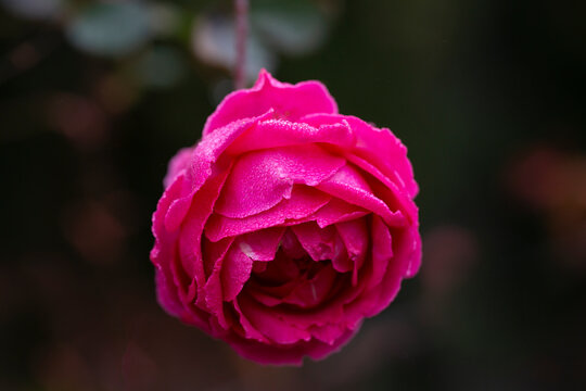 Purple rose in bloom close up photo