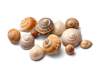 Sea shells isolated on transparent or white background, png