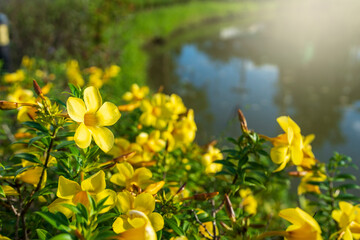 Blooming Golden trumpet nearby the  pond at sunset.