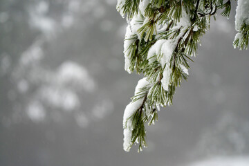 snow covered branches