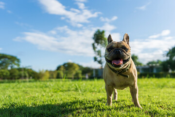 Cute french bulldog standing on grass field against blue sky background.