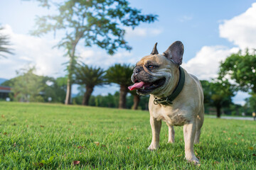 english bulldog portrait