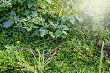 Banded kukri snake lying on grass field.