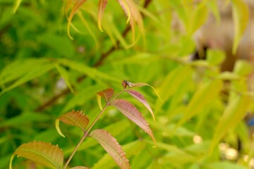 A branch of Azadirachta indica, commonly known as the neem tree, showcasing its leaves. Neem is widely used in natural medicine for its various health benefits