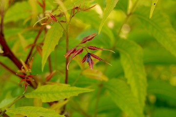 A branch of Azadirachta indica, commonly known as the neem tree, showcasing its leaves. Neem is widely used in natural medicine for its various health benefits