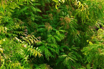 Fresh green leaves on a Neem tree (Margosa/Azadirachta Indica) in an agricultural farm in Kutch,...