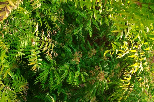 Fresh green leaves on a Neem tree (Margosa/Azadirachta Indica) in an agricultural farm in Kutch, Gujarat, India, Asia