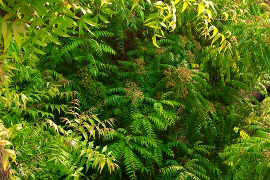 Fresh green leaves on a Neem tree (Margosa/Azadirachta Indica) in an agricultural farm in Kutch, Gujarat, India, Asia