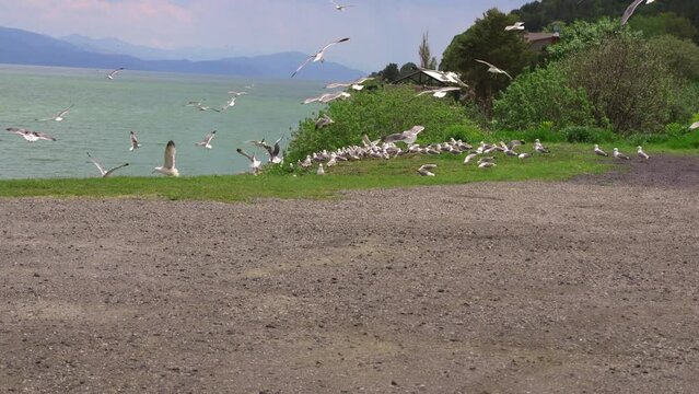 Flock of flying gulls eats carrion or food waste. Many flocks of seagulls in flight near shore feed and fly across sea or ocean against backdrop of mountains in slow motion. Living flora and fauna