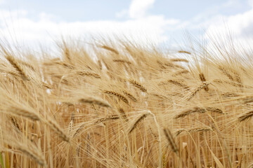 wheat golden field sunset sun in background close up.wheat ears summertime golden hour, dark tones