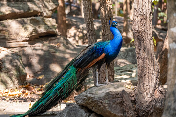 Peacock standing on a rock in the zoo
