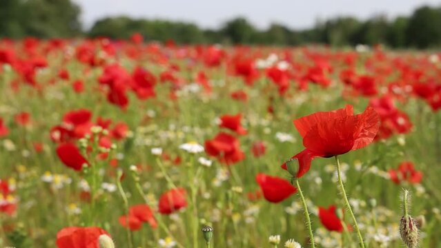 Beautiful green field with red poppy flowers. Beautiful wild flowers video.
