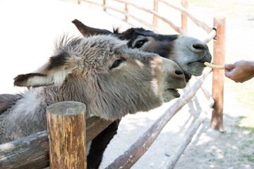 Donkeys in the zoo. A man feeds donkeys behind a fence