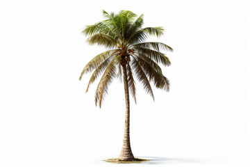 Coconut tree isolated on white background photography