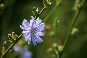 Blue chicory flower in sunlight on a meadow, healing plant in summer
