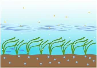 Infographic of eelgrass bed under the sea and blue carbon