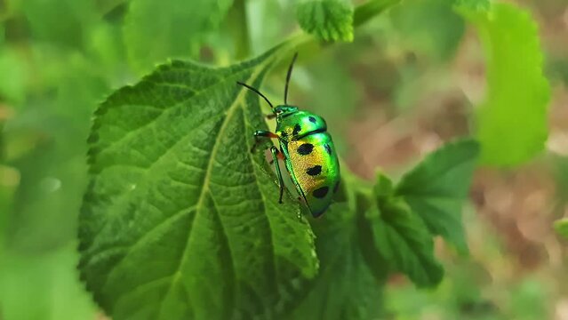 Chrysocoris stollii or jewel bug or metallic shield bug captured on a leaf