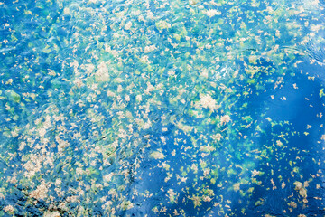 Fototapeta na wymiar Floating algae on the surface of the sea.