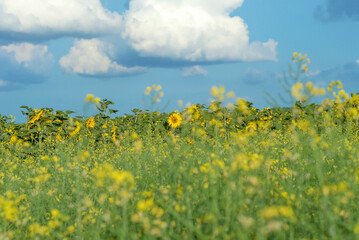 summer yellow field of sunflower flowers on a blue sky background, selective focus