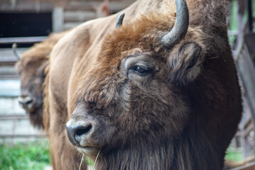 beautiful furry bison on a farm, selective focus, close-up