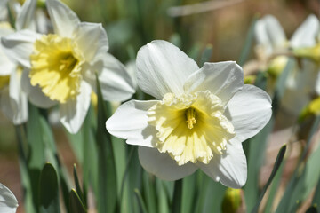 Beautiful Flowering White Narcissus Plant in a Garden