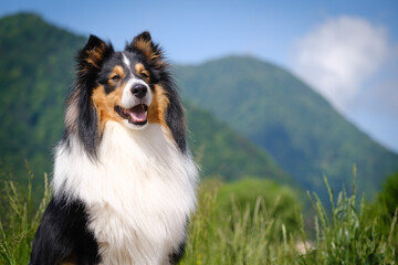Tricolor shetland sheepdog - sheltie dog breed