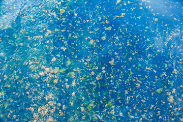 Floating algae on the surface of the sea.