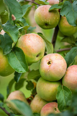 farm apples among the leaves on an apple plantation