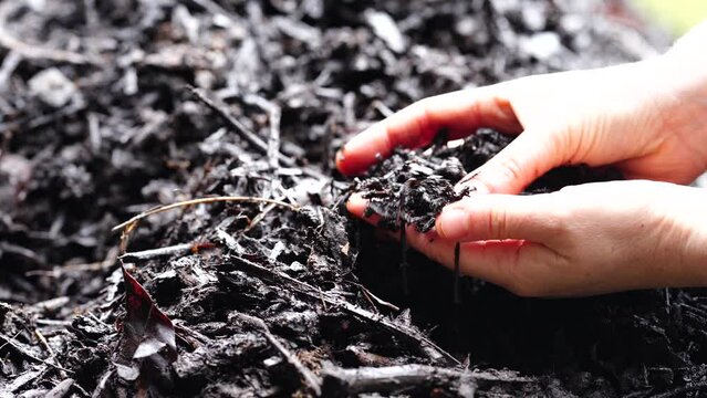 Compost pile, organic thermophilic compost turning in Tasmania Australia 