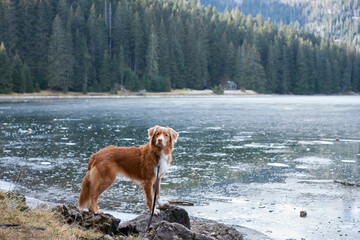 the dog stands by the frozen mountain lake. in nature. Traveling with a pet
