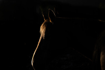 Horse Rim Light Headshot Profile