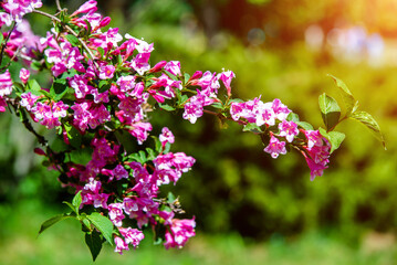 pink weigela blooms in the Botanical garden

