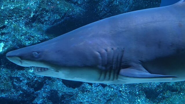 Close-up of great white shark swimming underwater. Carcharodon carcharias, or white shark. Most predator shark in the ocean. Diving in the clear water.