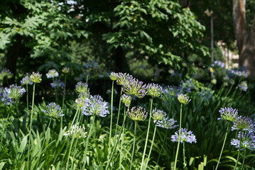 ムラサキクンシランの咲く風景