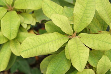 植物の黄緑背景