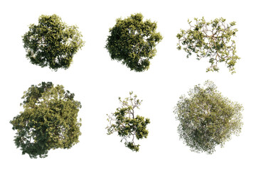 isolated pinus tree from top view, best use for architecture plan design,best use for landscape design