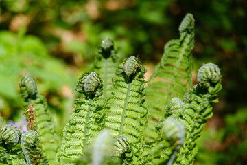 Young green male or worm fern