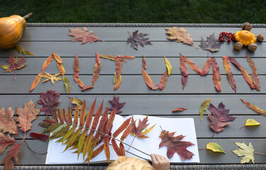 collection of fallen colorful multi-colored leaves from different trees laid out on the table in the word autumn. Hello, Autumn. natural material for herbarium. creative seasonal games with children