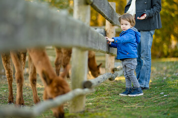 Cute toddler boy looking at an alpaca at a farm zoo on autumn day. Children feeding a llama on an...