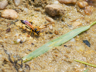 shiny brown winged black wasp perched on the ground looking for material to make his nest