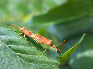 mating bugs a natural habitat.