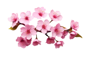 Foto op Plexiglas Beautiful sakura flowers isolated on white © Tidarat