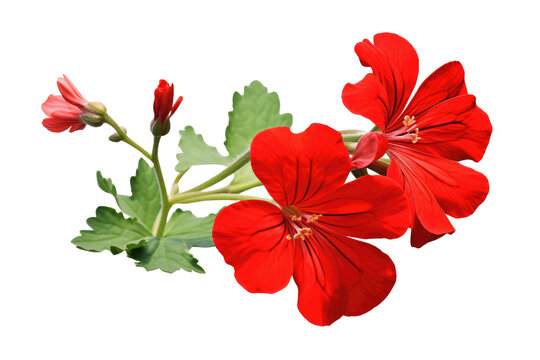 Beautiful geranium flowers isolated on white