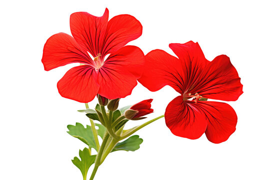 Beautiful geranium flowers isolated on white