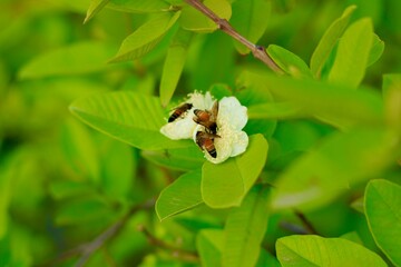 ฺBee collecting pollen at the yellow flower. Bee flying over the yellow flower on Green Leafs
